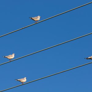 Струпванията на множество птици по въздушните електропроводи влияят на качеството на доставяната електроенергия